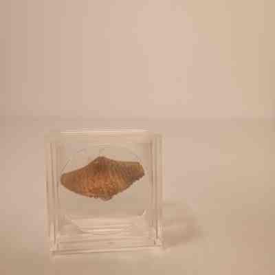 Mucrospirifer thedfordensis (Brachiopod)