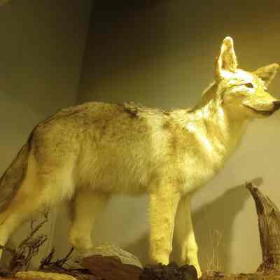 Coyote Canus latrans