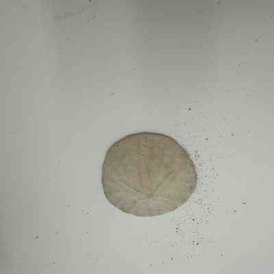 Sand dollar