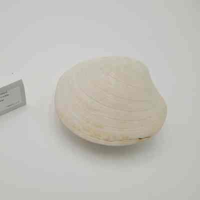Smooth Giant Cockle