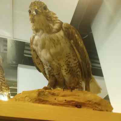 Red-Tailed Hawk Buteo jamaicensis