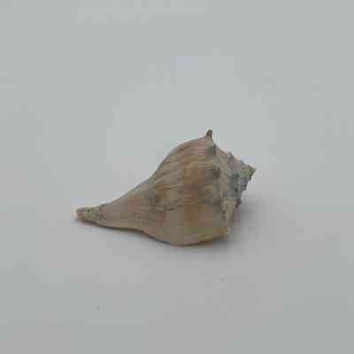 Unknown Shell