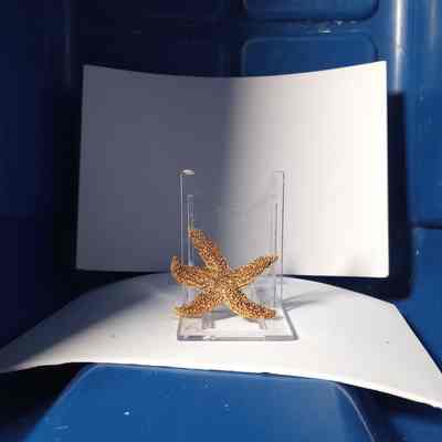 Fluorescent starfish