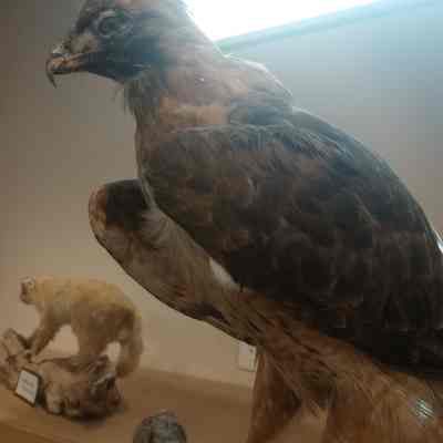 Red-Tailed Hawk Buteo jamaicensis