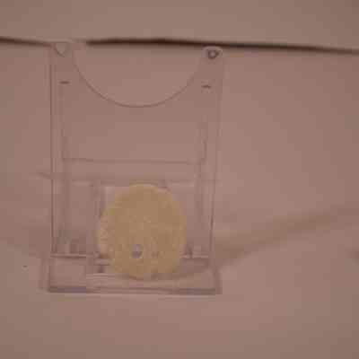 Sand Dollar