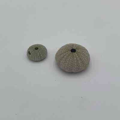 Sea Urchins