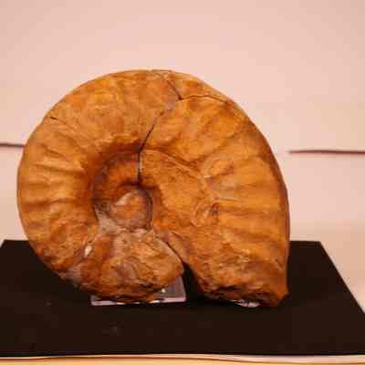Ammonite fossil
