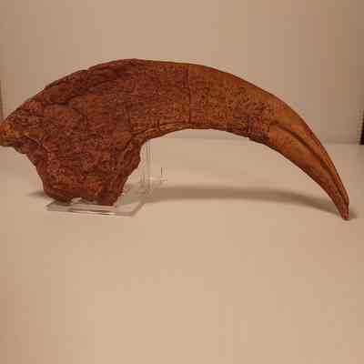 Nothronychus graffami