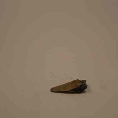 Fossilized Shark Teeth