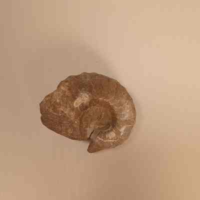 Orthocone Cephalopod (relative to nautilus, squid, octopus)