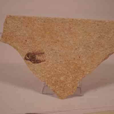 Knightia eocaena