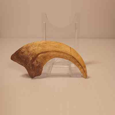 Velociraptor mongoliensis