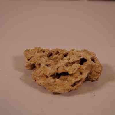 Coral fossil
