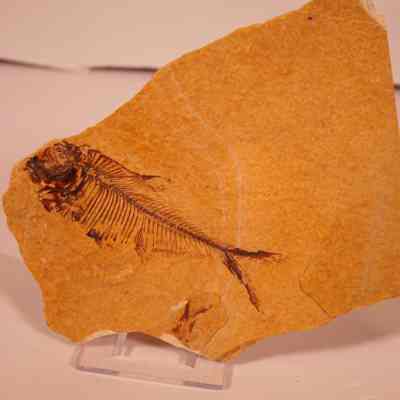 Diplomystus dentatus and Knightia eocana