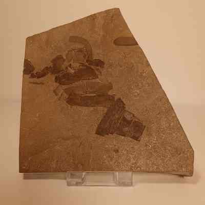 Eurypterus lacustris (Sea scorpion) Specimen 2