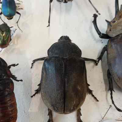Beetle