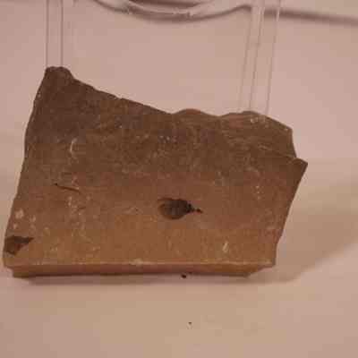carbonized fossil
