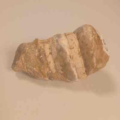 Craiginia cf. coalvillensis