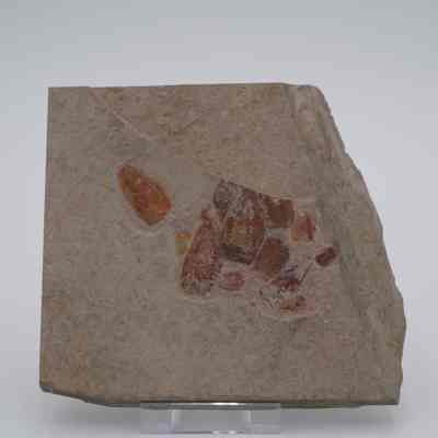 Fossilized Sponges