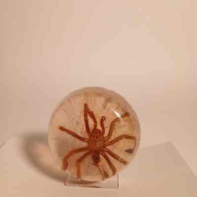 Tarantula