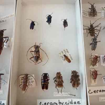 Beetles