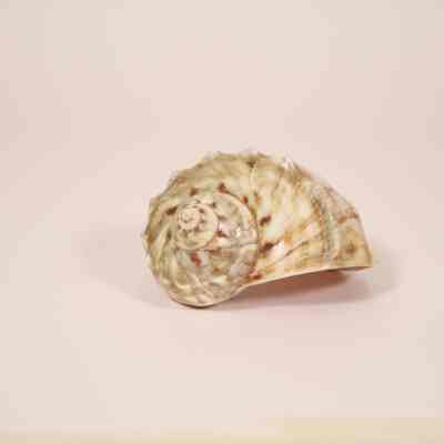 Striped Shell