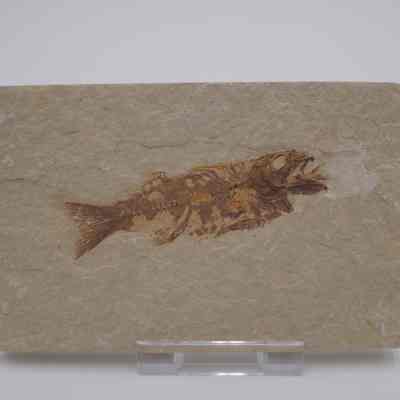 Knightia Fish Fossil