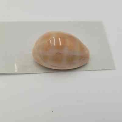 Carnelian Cowrie