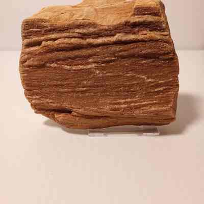 Petrified wood