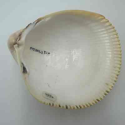 Unknown Shell