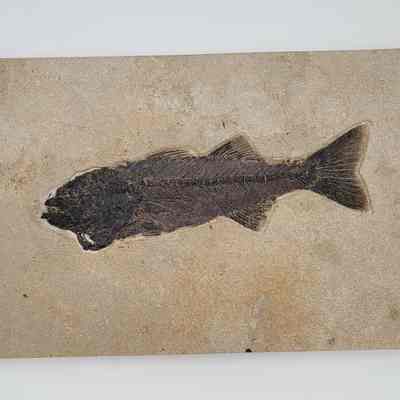 Fish Fossil