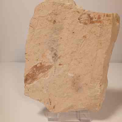 Armigatus brevissimus