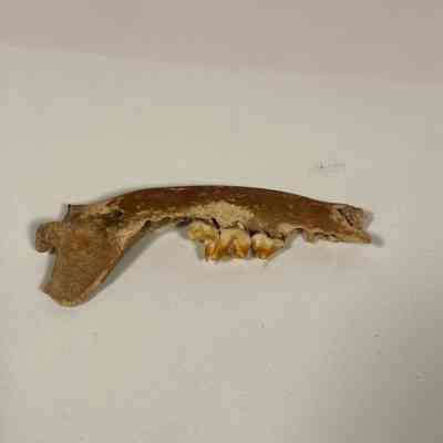 Unaltered Carnivore (meat-eater) Jaw bone
