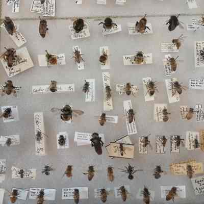 Hymenoptera, apidae