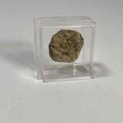 Pugnax osagensis (Brachiopod)