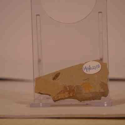 fossilized Insect