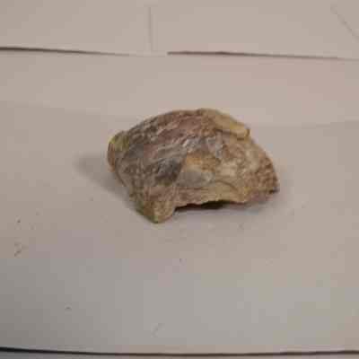 Bivalve Fossil