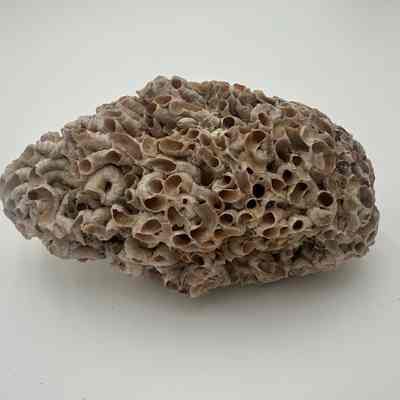 Unknown shell