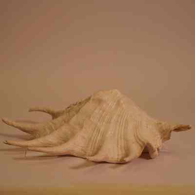Spider conch