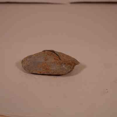 Bivalvia shell fossil