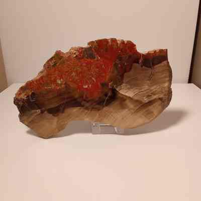 Petrified wood