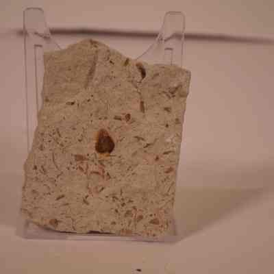 Carbonized Fossil