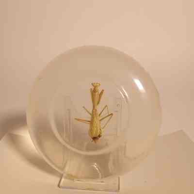 Prey Mantis