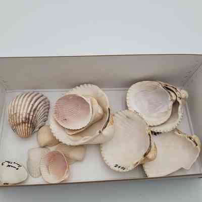 Unknown shells