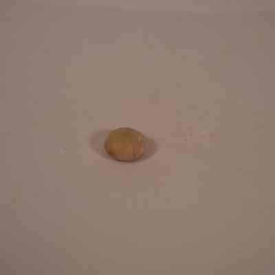 echinoderm fossil