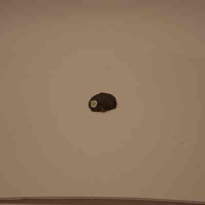 Tropidoleptus carinatus Shell fossil