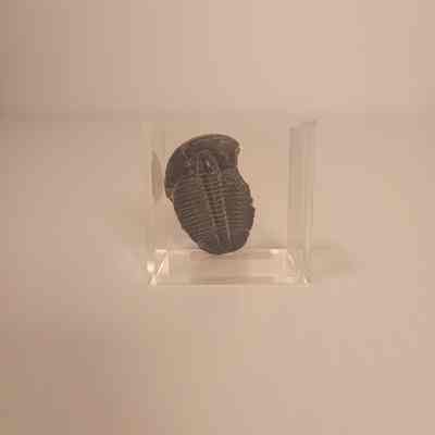 Elrathia kingii (alokistocarid trilobite)
