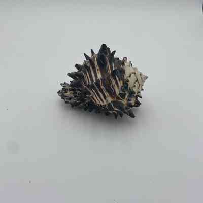 Unknown Shell