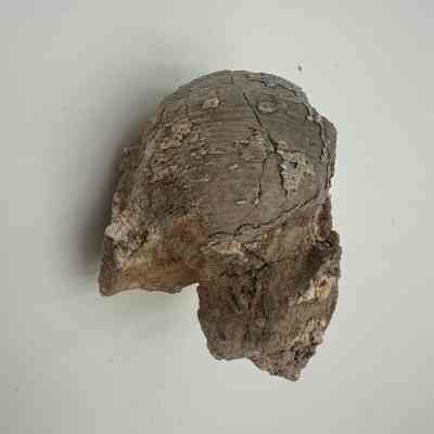 Unidentified shell