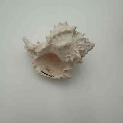 Unknown shell